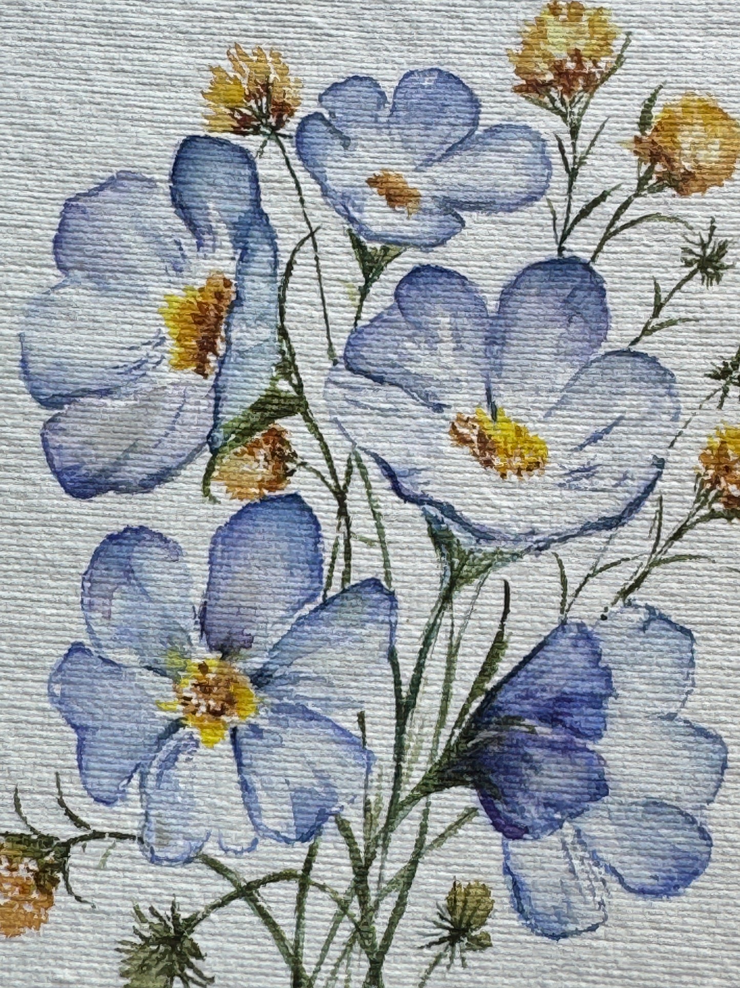 Blue Buttercup