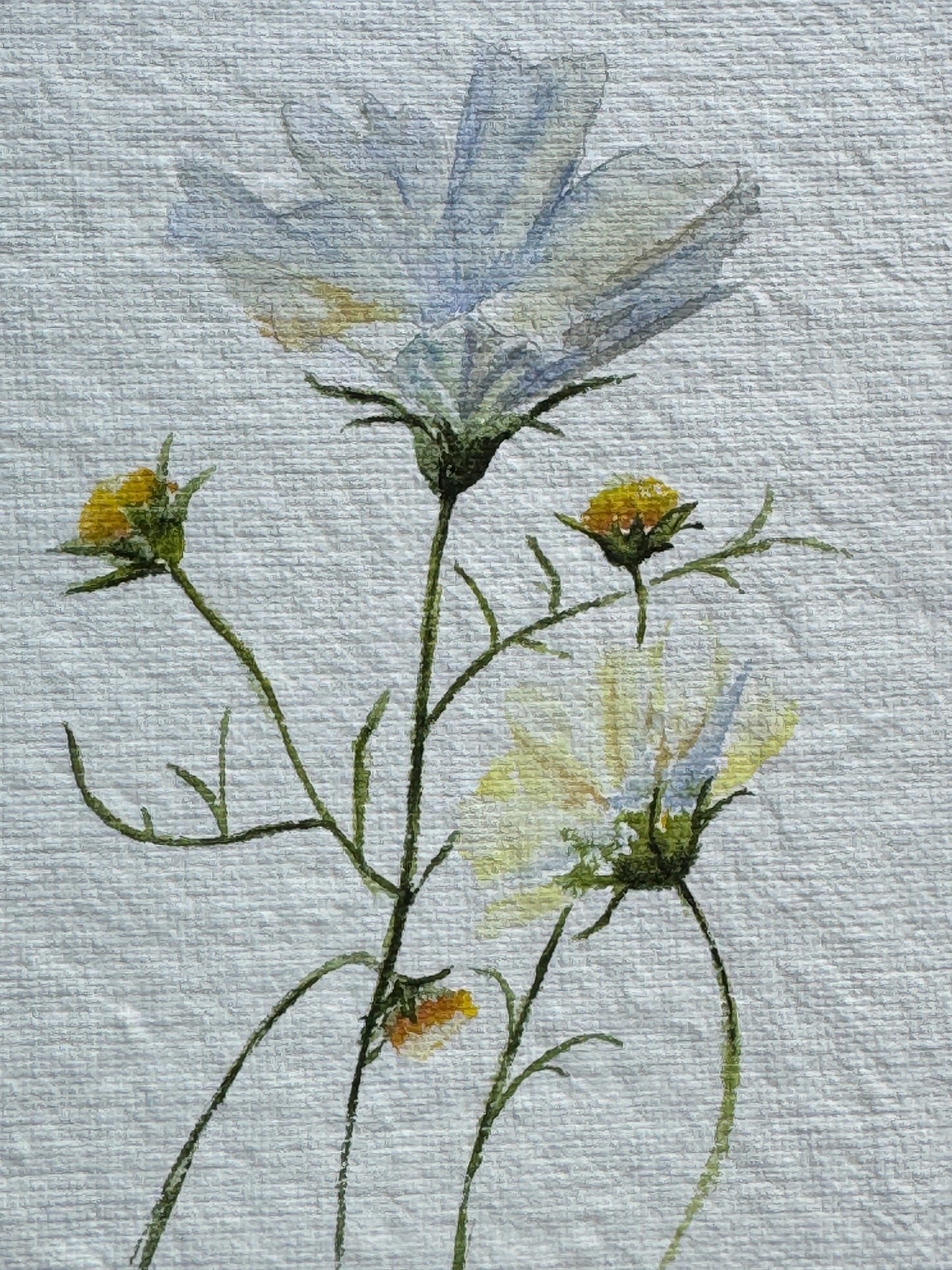 Delicate Cosmos