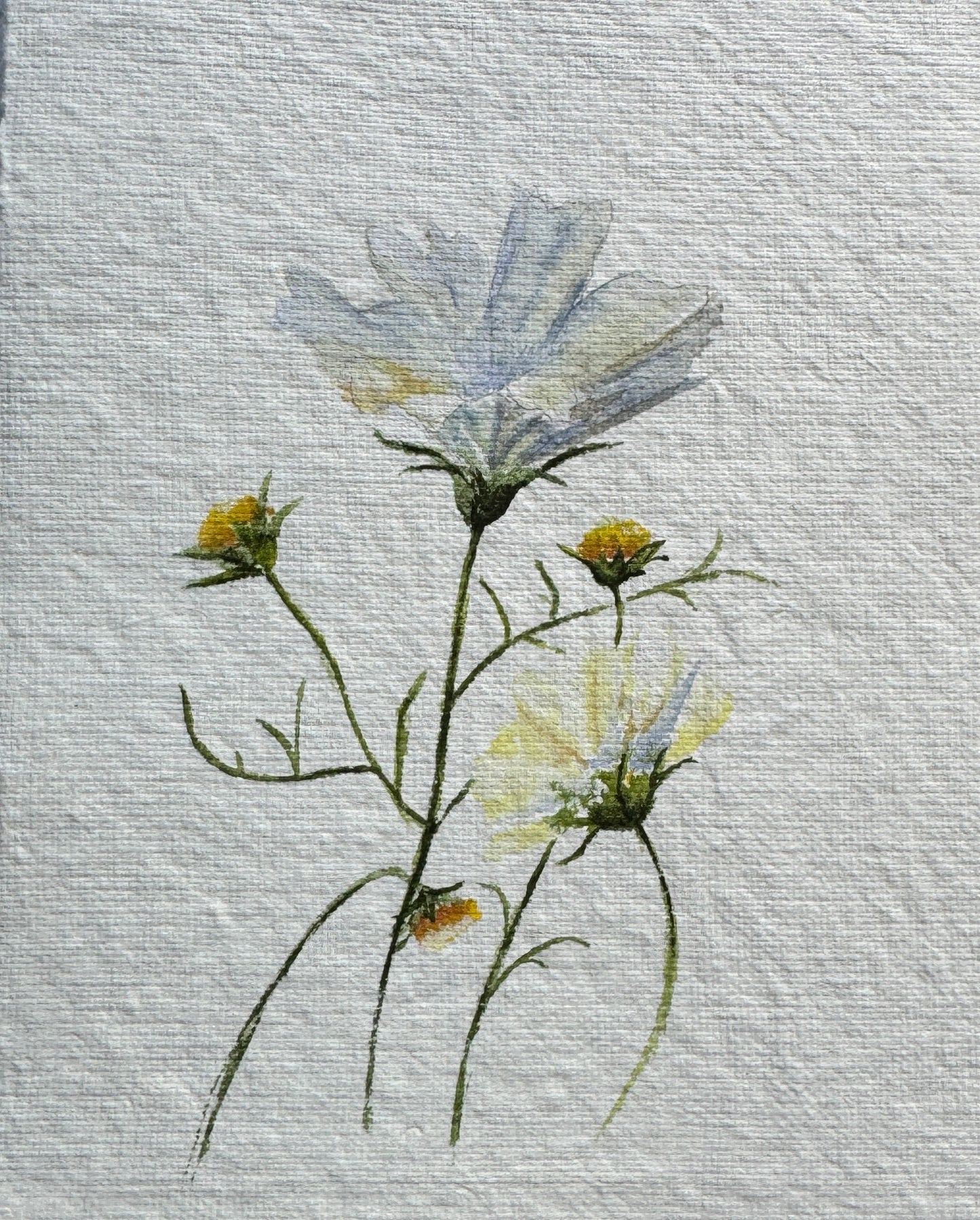 Delicate Cosmos