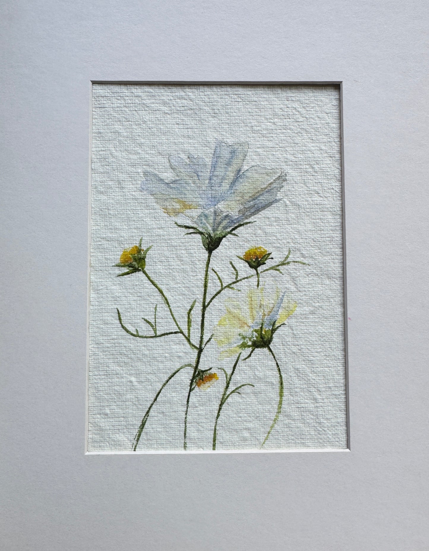 Delicate Cosmos